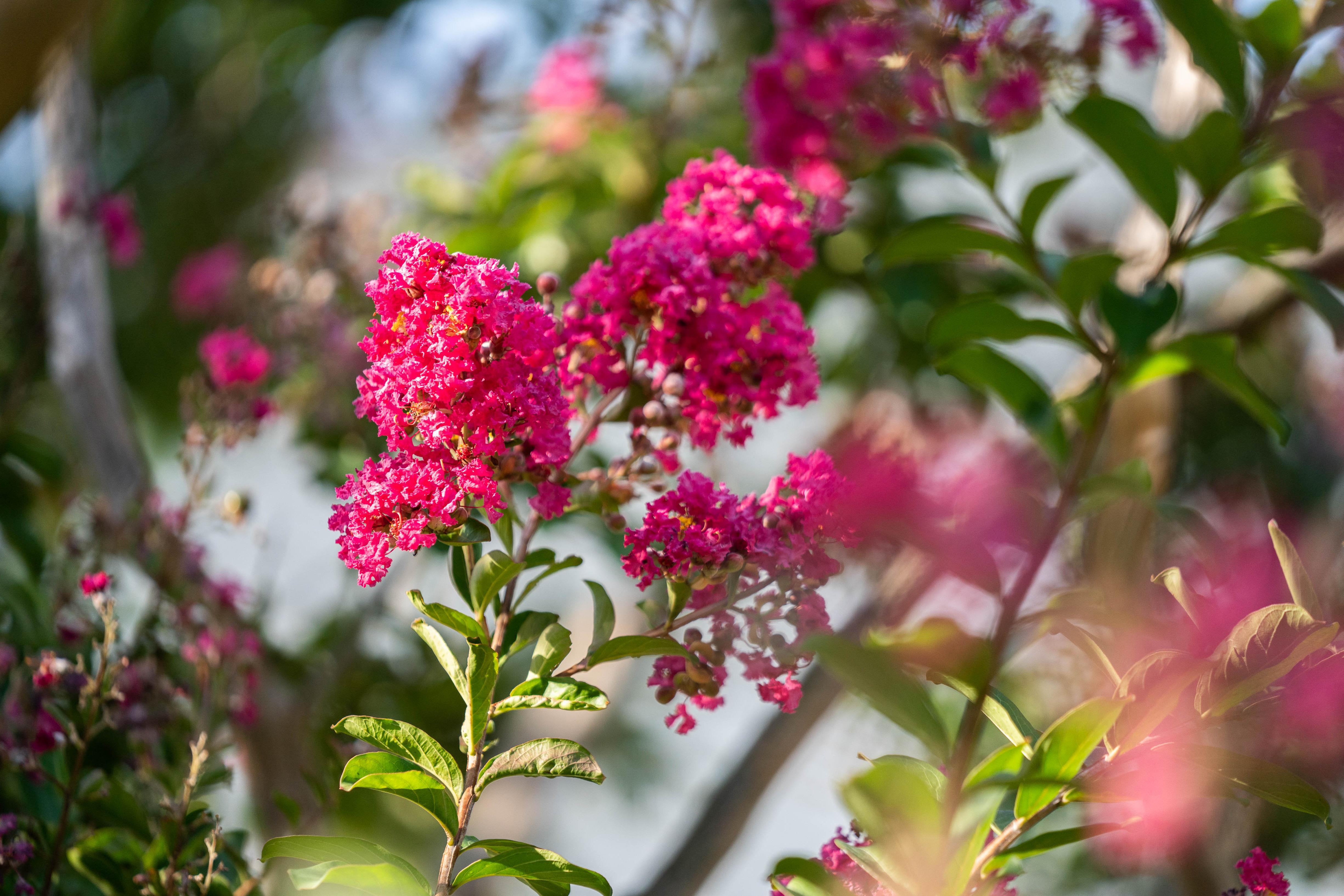 Crape myrtle on campus